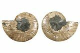 Cut & Polished Ammonite Fossil - Deep Crystal Pockets #379076-1